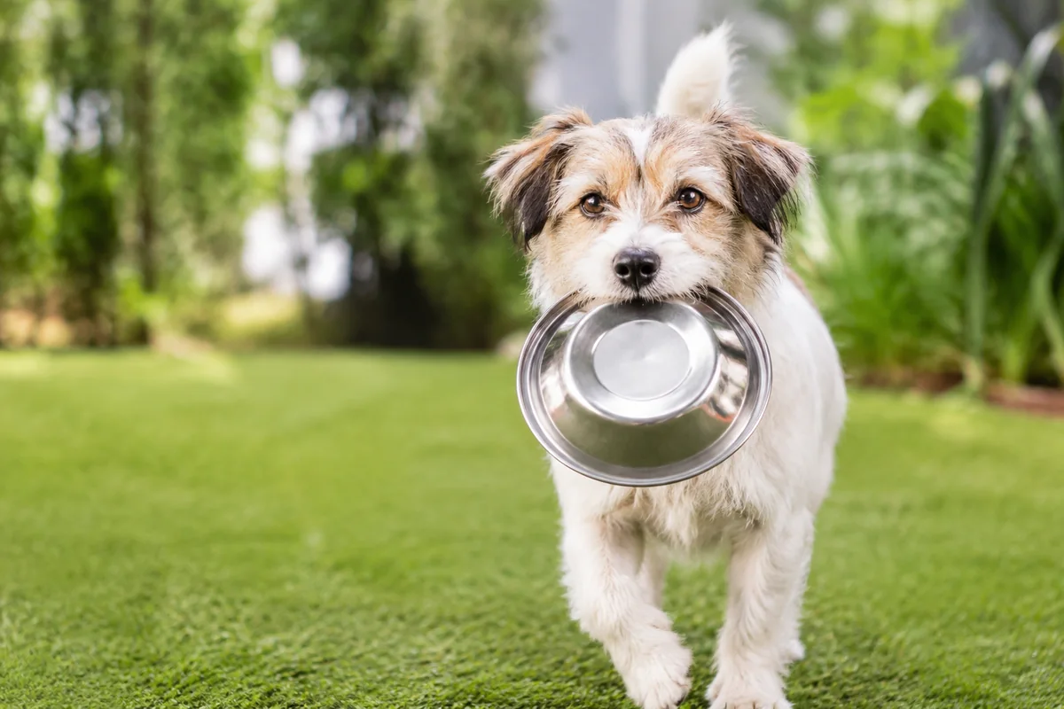 A happy rescue dog carrying a food bowl